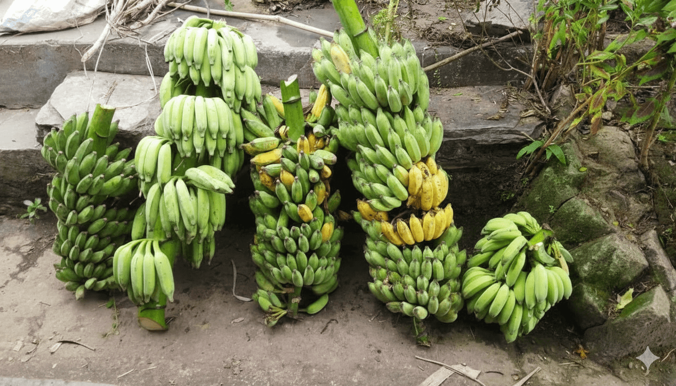 केरा खेती