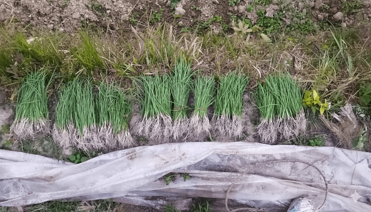 बाली उत्पादन